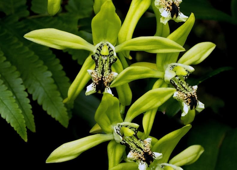 Green orchids blooming in the garden